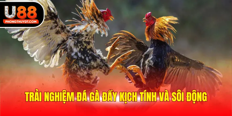 Trải nghiệm đá gà đầy kịch tính và sôi động