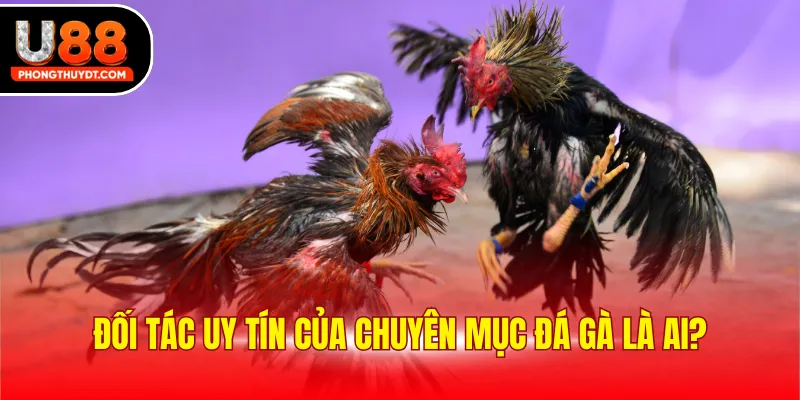 Đối tác uy tín của chuyên mục đá gà là ai?