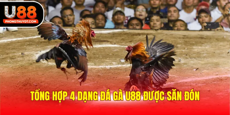 Tổng hợp 4 dạng đá gà U88 được săn đón